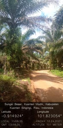 DPD SPI Kuansing Pantau Peralihan Fungsi Hutan Kuansing di Pucuk Rantau